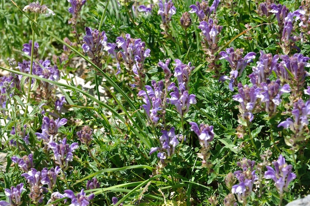 Scutellaria alpina nos Alpes