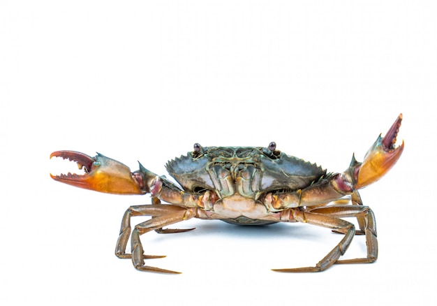 Scylla serrata. Cangrejo de barro aislado sobre fondo blanco con espacio de copia