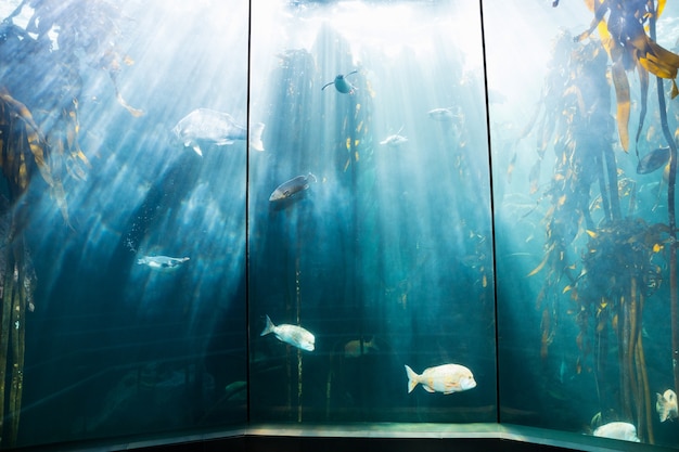 Sea Life in einem schönen leuchtenden Tank