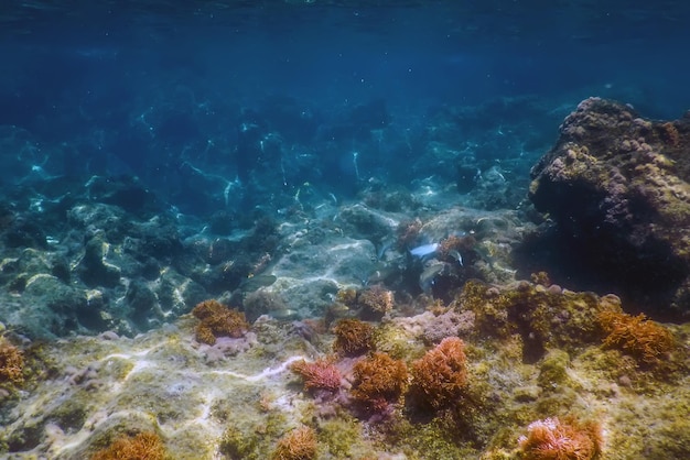 Sea Life Underwater Rocks Luz solar, vida subaquática