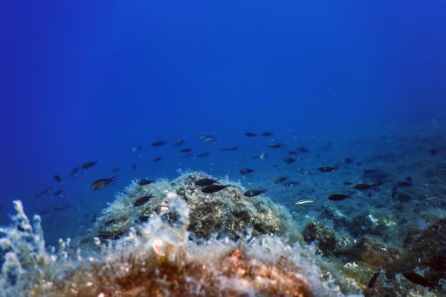 Sea Life Underwater Rocks Sonnenlicht, Unterwasserwelt, Tierwelt