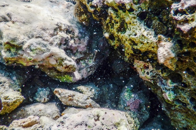 Sea Life Unterwasserfelsen Sonnenlicht, Unterwasserleben.