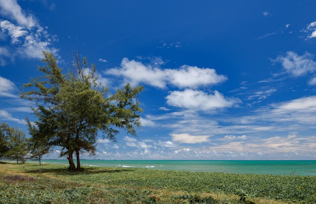 Sea scape vista mar Prado de árvore com céu azul nublado na iluminação do sol.