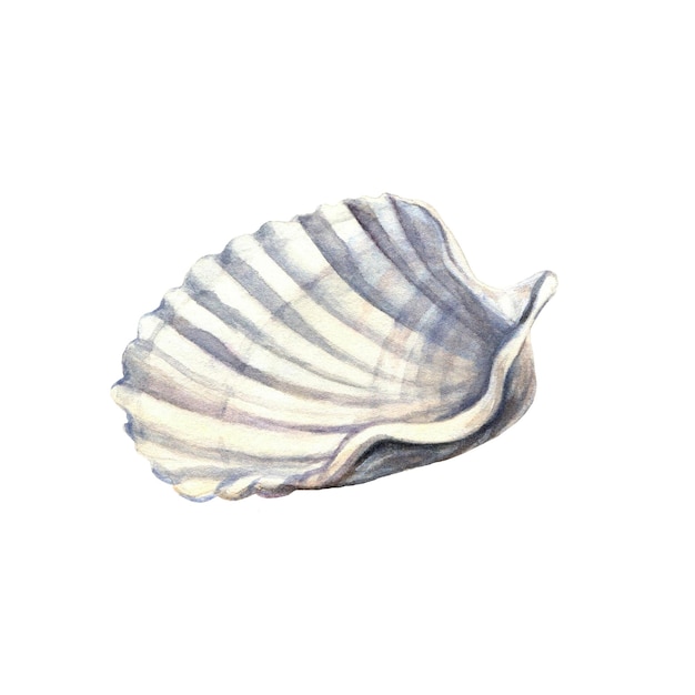 Sea Shell Underwater Life Objekt isoliert auf weißem Hintergrund Handgezeichnete Aquarellillustration