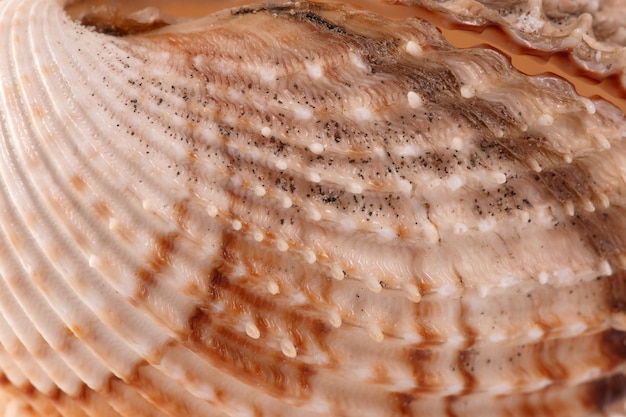 Sea Spiral Shell auf hellem Hintergrund Platz für Text einer der Serien