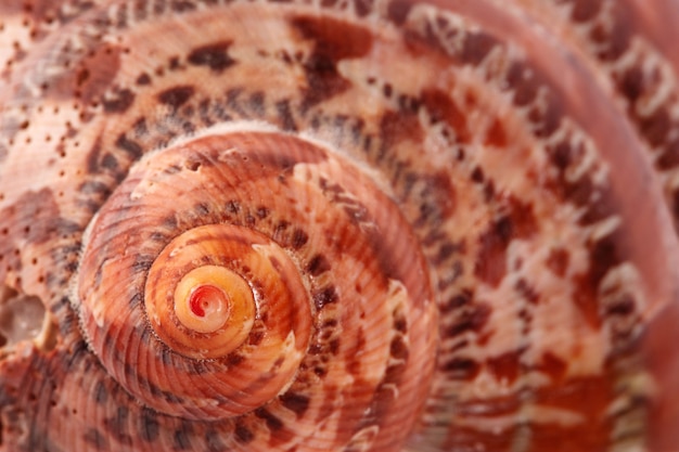 Foto sea spiral shell auf hellem hintergrund platz für text einer der serien