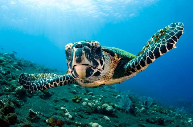 Sea Turtle nada ao longo dos recifes de coral Mundo subaquático de Bali