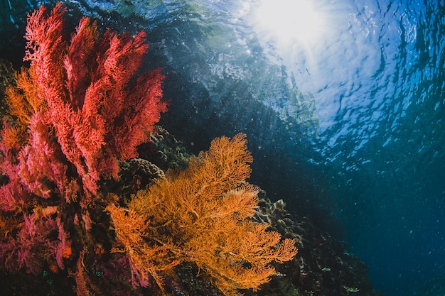 Seafan espectacular y coral con un espacio de copia con la luz del sol