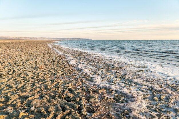 Foto seagul en el mar de aral, cabo aktumsuk en karakalpakstán, uzbekistán