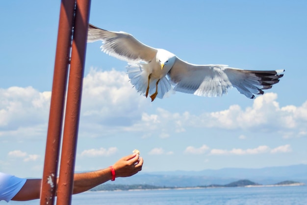 Seagul perseguindo comida da mão