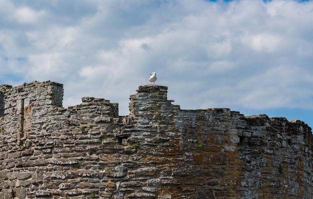 Seagull aterriza en el histórico castillo de Conwy en el norte de Gales