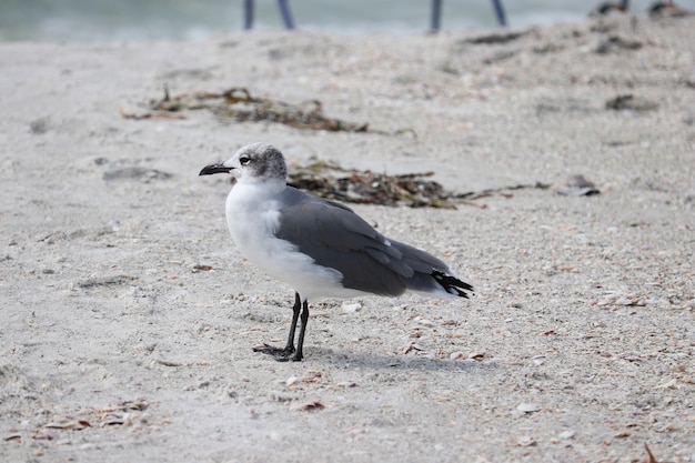 Foto seagull entspannend