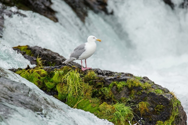 Seagull está de pie sobre una roca en medio del río.
