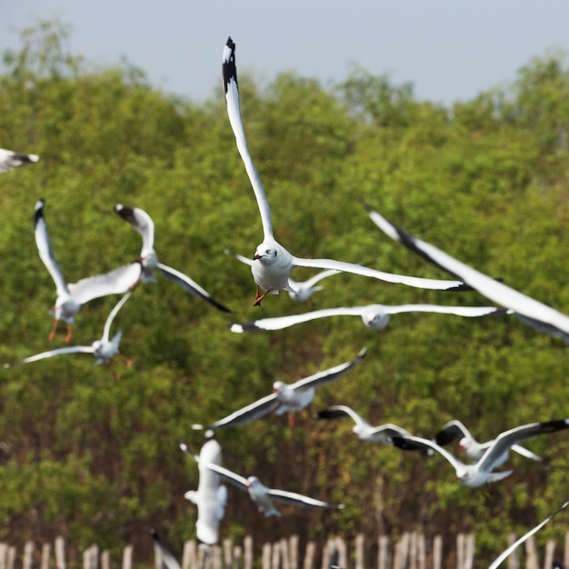 Seagull ist eine Vogelwanderung nach Thailand