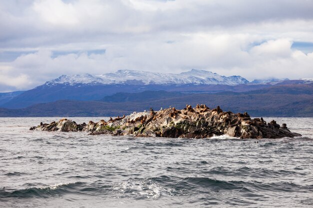 Seal Island cerca de Ushuaia