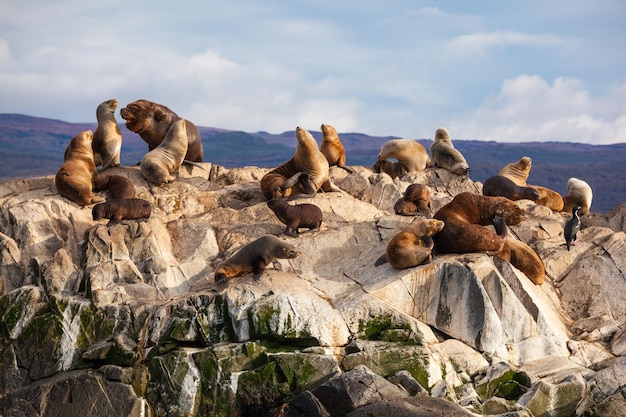 Seal Island im Beagle-Kanal in der Nähe der Stadt Ushuaia. Ushuaia ist die Hauptstadt von Feuerland in Argentinien.