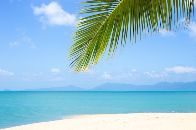 Seascape Beach com areia branca e folha de palmeira do mar azul contra o céu