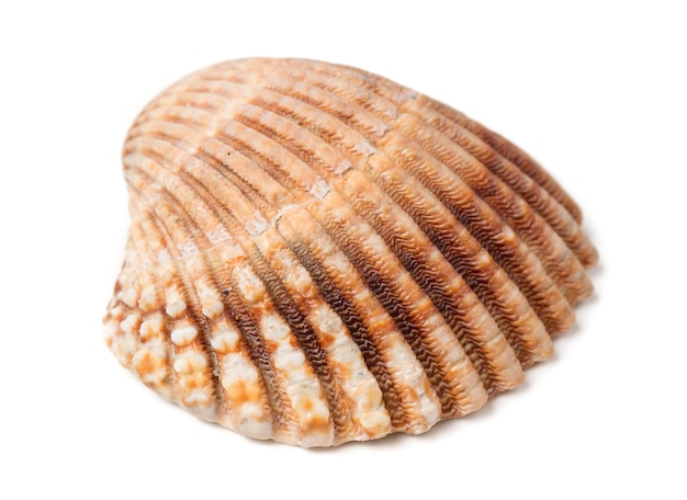 Seashell - aislado sobre fondo blanco.