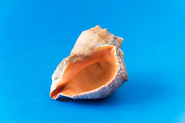 Seashell auf blauem Hintergrund isoliert Sea Snail Shell