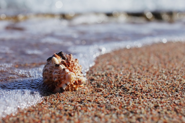 Seashell se encuentra en una playa de arena