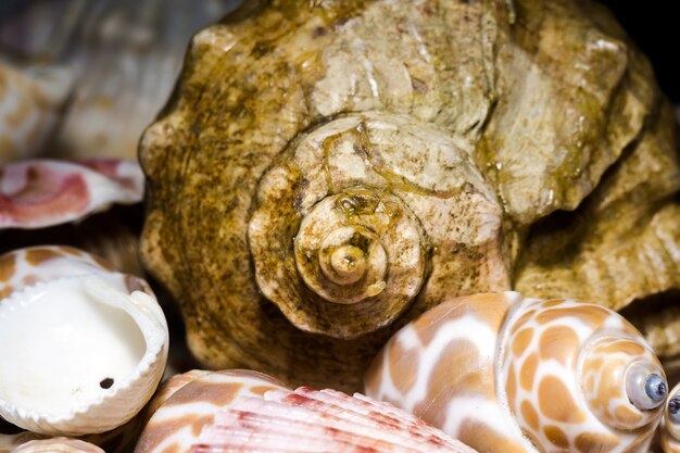 Seashell-Hintergrund-Makro