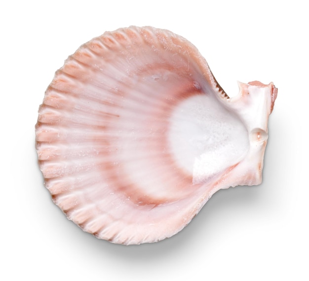 Seashell Sea Life Muschel Muschelschale Keramik Meer