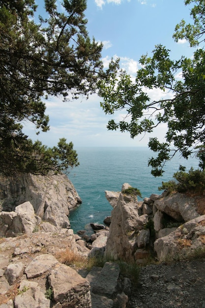 Seaside Berglandschaft Ein Baum wächst auf den Felsen am Wasser Mountain Cat Crimea Ukraine