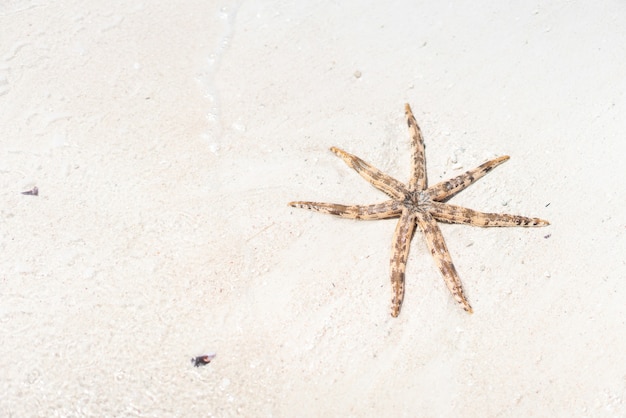 Seastar Seestern auf dem Strandsand