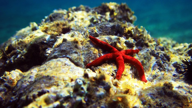 Seastar vermelho mediterrâneo - (Echinaster sepositus)