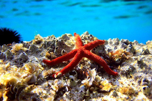 Seastar vermelho mediterrâneo - (Echinaster sepositus)