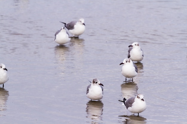 Seaulls en aguas costeras cerca de South Padre Island, TX.