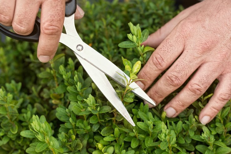Sebes de corte com tesoura de mão