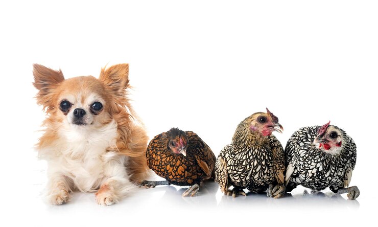 Foto sebright frango e cachorro em estúdio