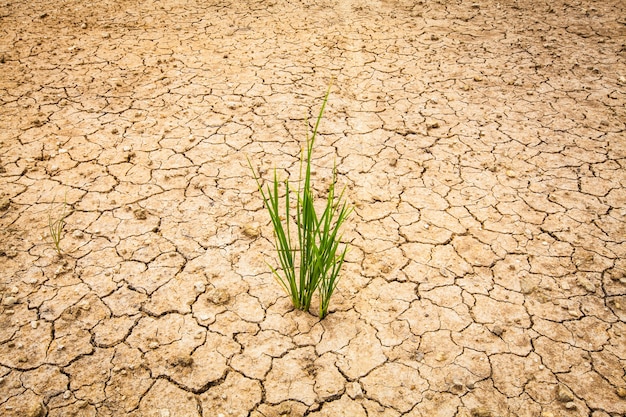 Foto seca rajada de terra