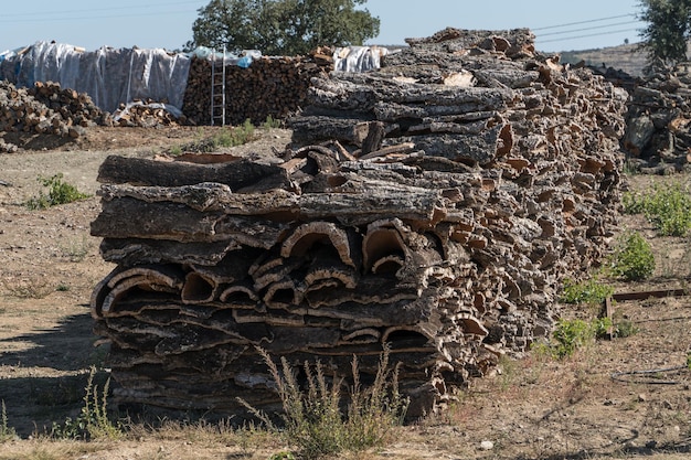 Secado de corteza de árbol de corcho utilizado gor industria vinícola Concepto de industria vinícola y vinícola