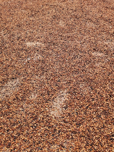 Secado de frutos de cacao en la barcaza de secado.
