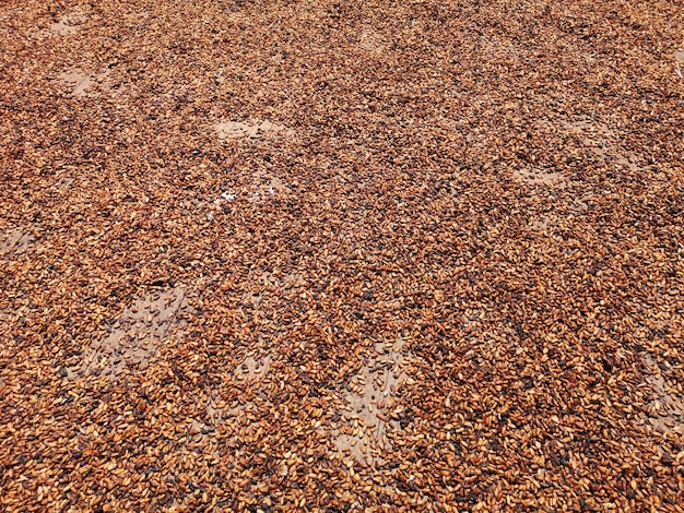 Secado de frutos de cacao en la barcaza de secado.