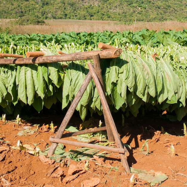 Foto secado de hojas de tabaco en viñales, cuba