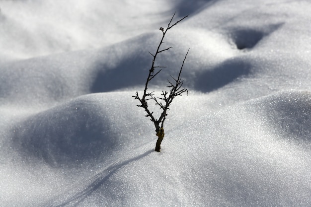 secado ramo árvore solitária metáfora neve inverno dunas deserto