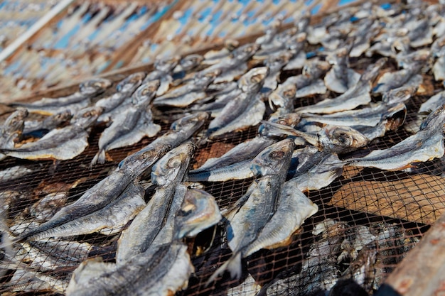 Secado tradicional de pescado en la playa de Nazare, Portugal