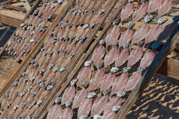 Secado tradicional de pescado en la playa de Nazare, Portugal