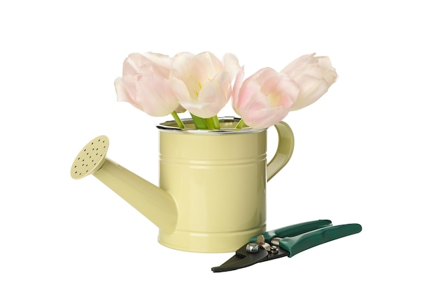 Secadores de PNG e tulipas em latas de irrigação isoladas em fundo branco