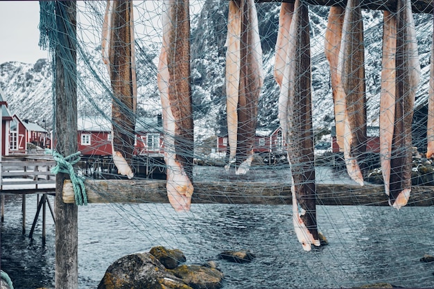 Foto secagem de bacalhau em nusfjord, aldeia de pescadores na noruega