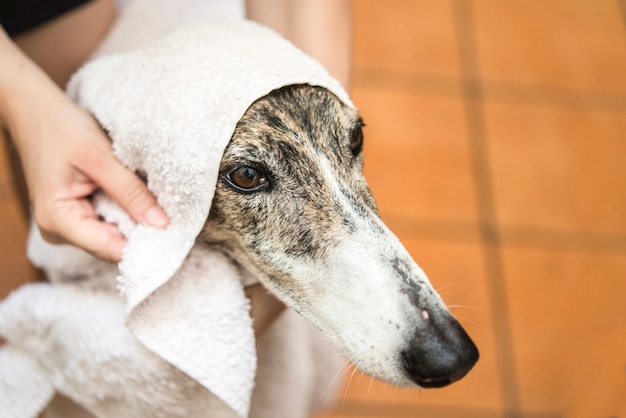 Secando o cachorro com uma toalha