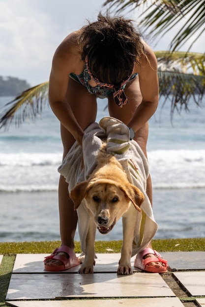 secando um labrador com uma toalha