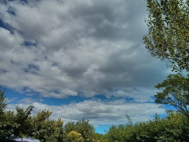 Foto seção alta de árvores contra o céu nublado