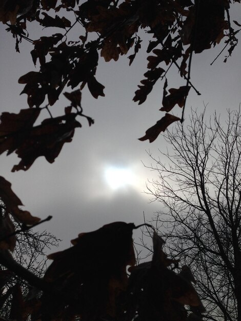 Foto seção alta de árvores em silhueta contra o céu