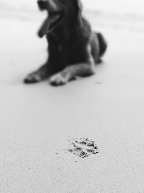 Foto seção baixa de mulher deitada na areia