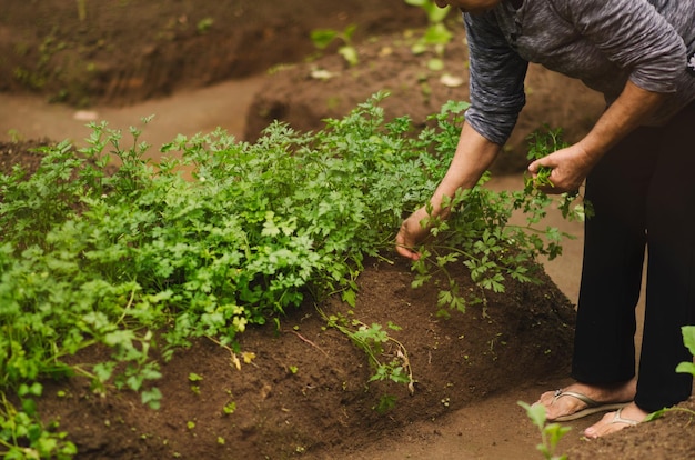 Seção baixa de mulheres idosas colhendo legumes na fazenda