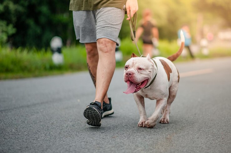 Foto seção baixa de pessoa com cão caminhando na estrada